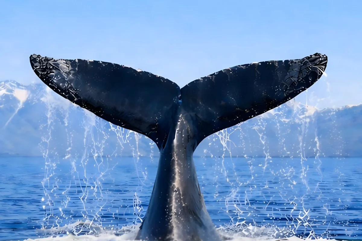 Türkiye, Uluslararası Balinacılık Komisyonu’na Üye Oldu